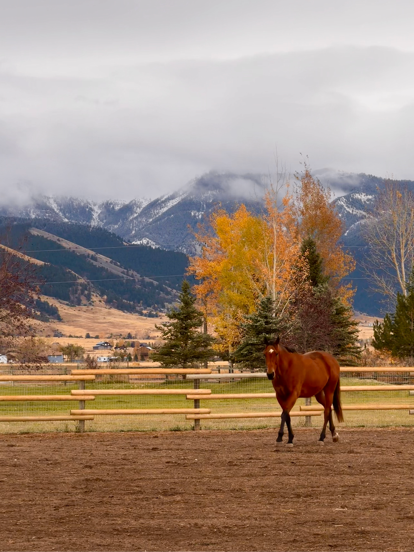 A bay horse in a wooden corral with the snow-capped Bridger Mountains and autumn trees behind